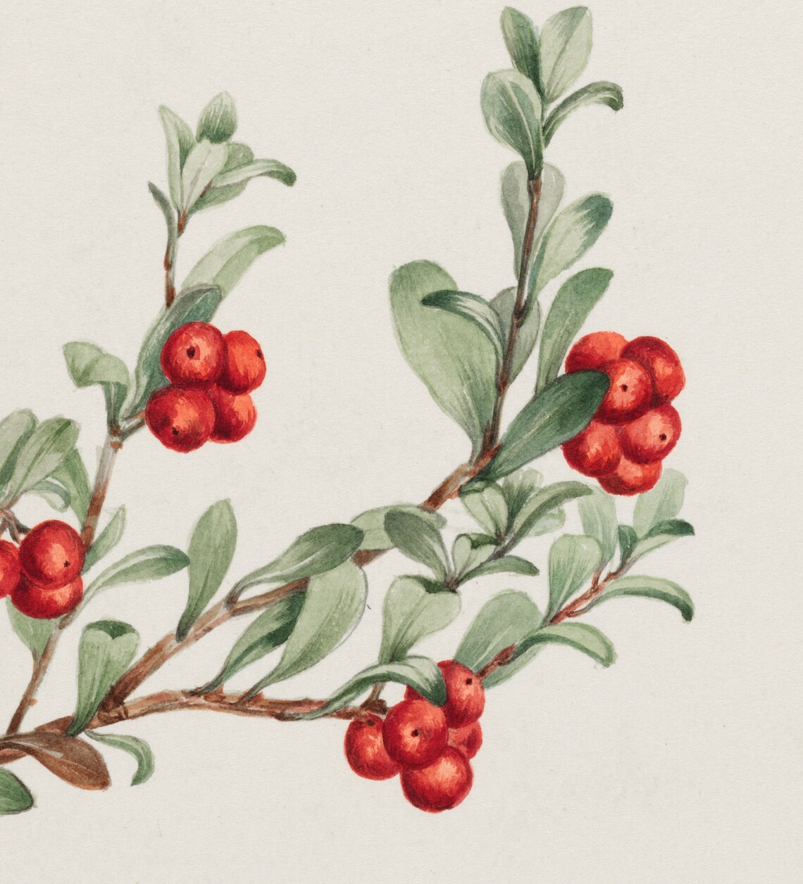 Winter Botanical Drawing, Vintage Farmhouse Art Print - Image 3
