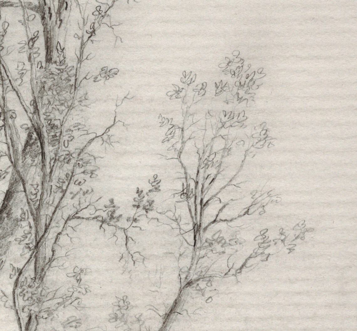Neutral Tree Sketch, Rustic Botanical Art Print - Image 4
