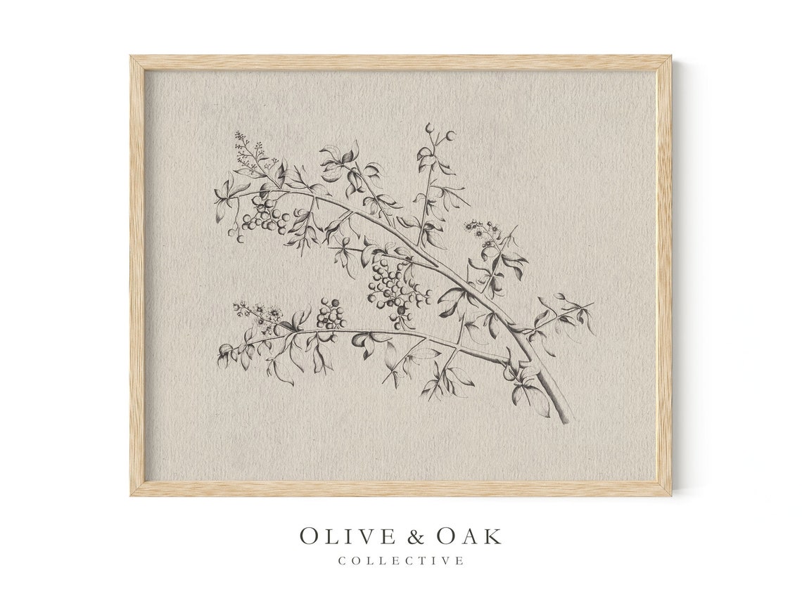 Neutral Branch Sketch - Vintage Botanical - Image 4