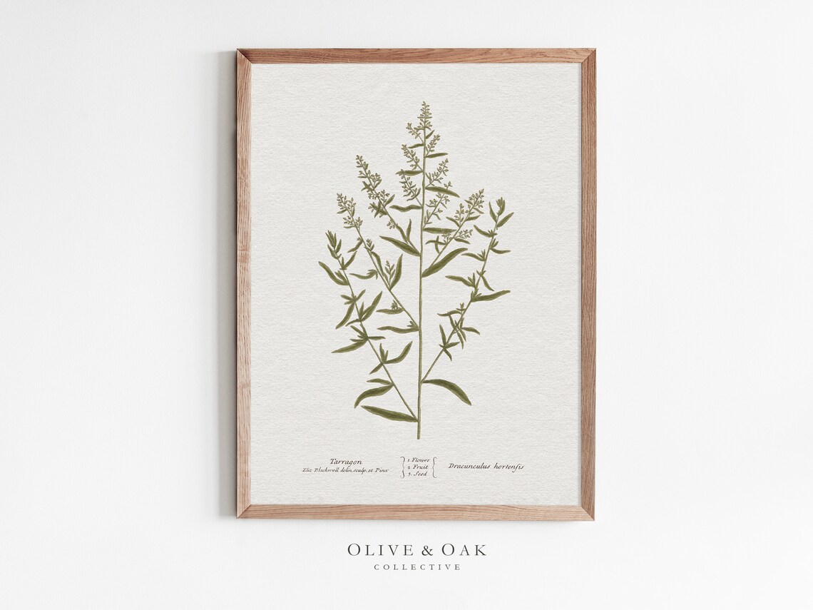 Tarragon Drawing, Botanical Kitchen Art Print