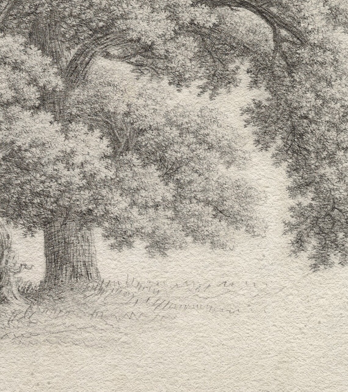 Vintage Oak Tree Sketch, Botanical Drawing Art Print - Image 2