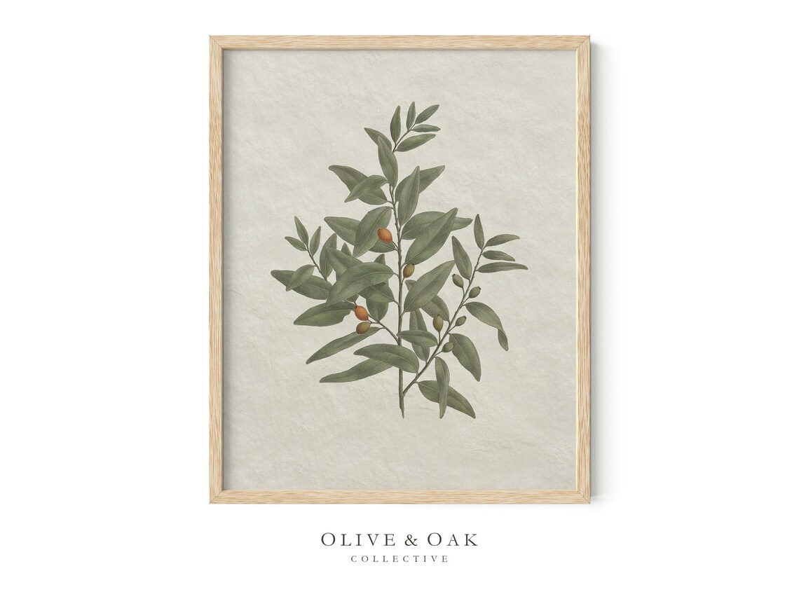 Vintage Botanical Olive Branch Sketch, Kitchen Art Print - Image 4