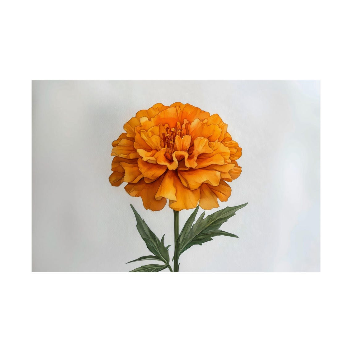 Vibrant Orange Marigold Watercolor Single Bloom Botanical Art Print - Image 3