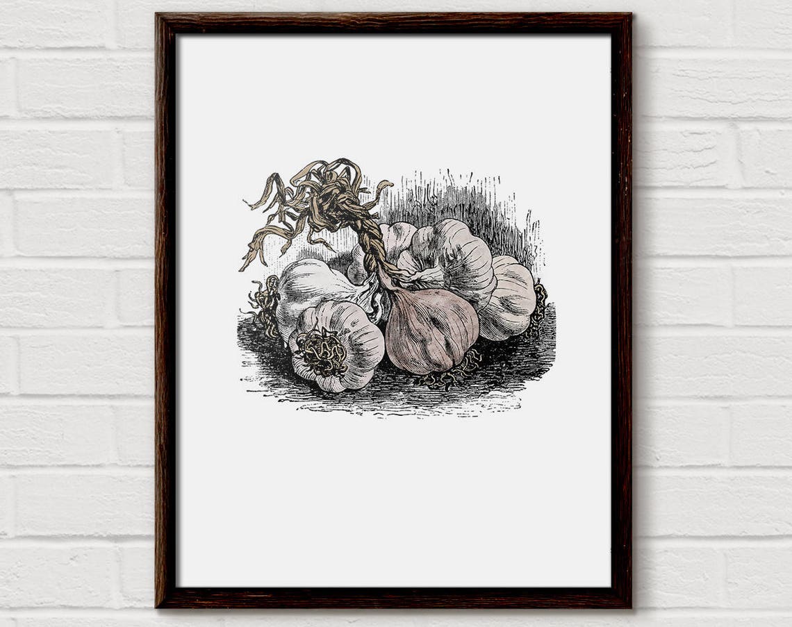 Garlic Bulbs Vintage Botanical Etching Kitchen Herbs Art Poster