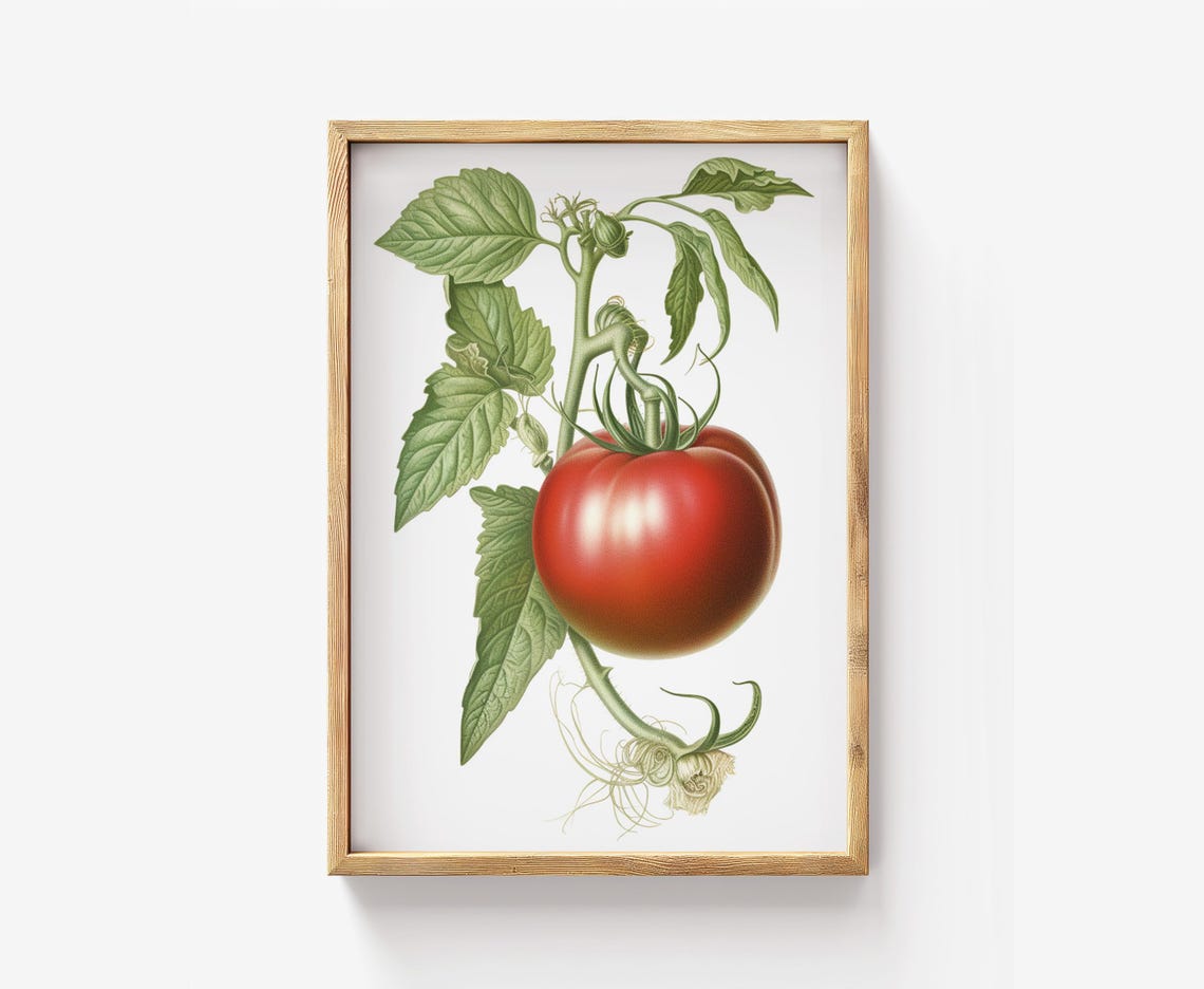 Single Red Tomato Botanical Illustration Antique Garden Art Poster