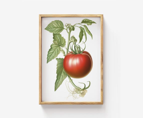 Tomato Botanical Print Antique Illustration Neutral Canvas Wall Art