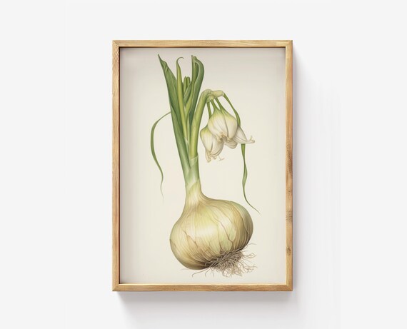 Vintage Onion Botanical Illustration Kitchen Scientific Art Print