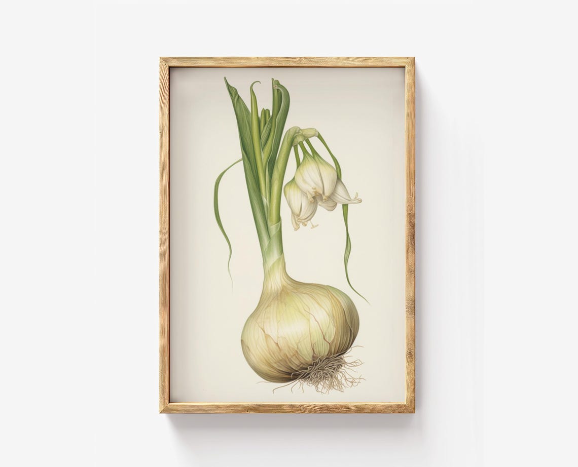 Vintage Onion Botanical Illustration Kitchen Scientific Art Print