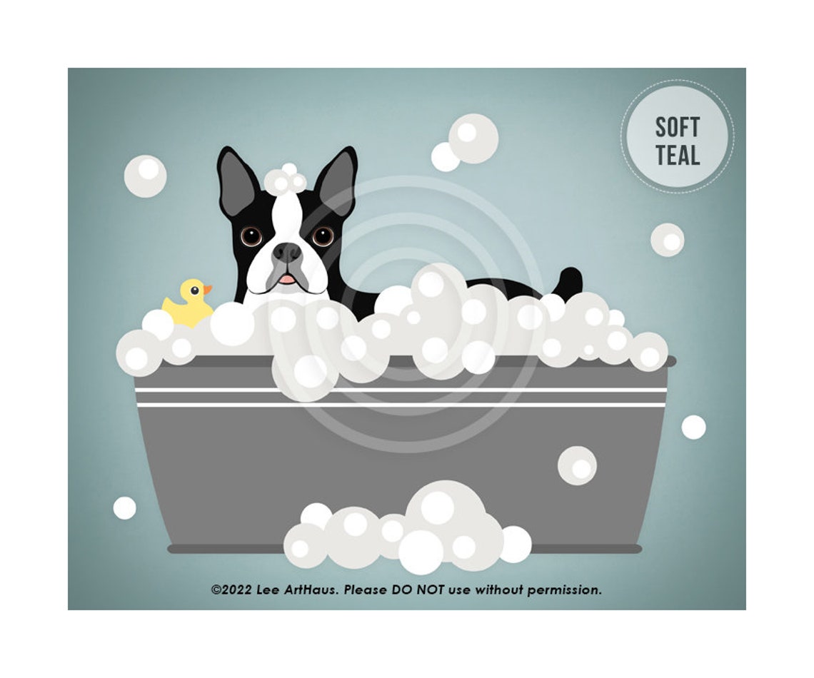 Boston Terrier Gray Tub Bubble Bath Duck Blue Watercolor Dog Poster - Image 4