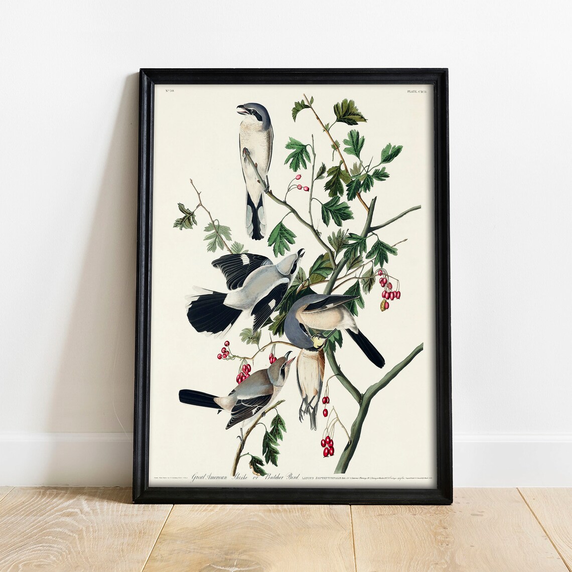 Shrike Antique Bird Painting Vintage Art Print