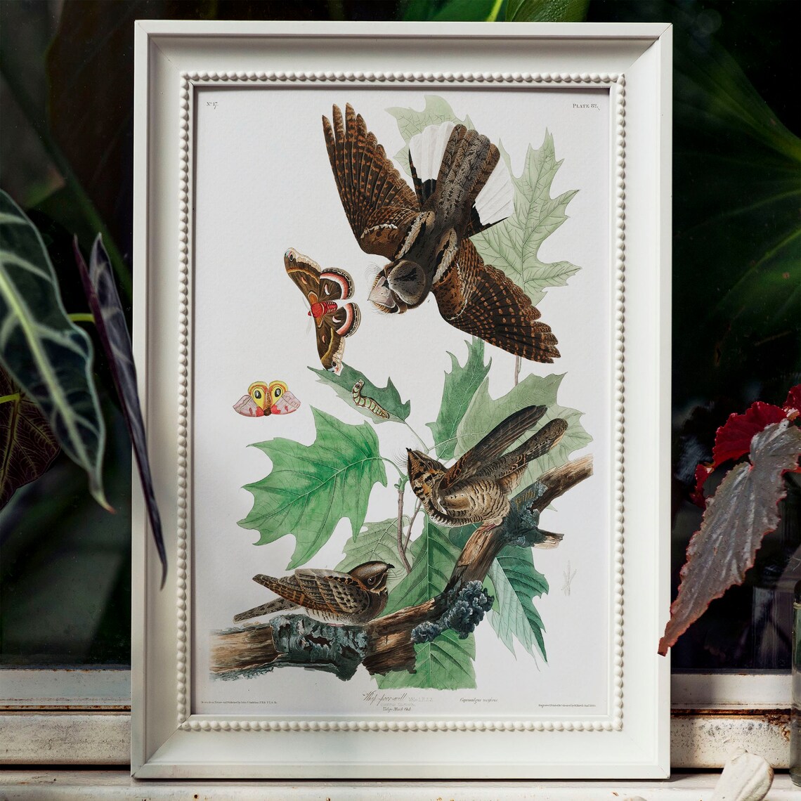Whip Poor Will Antique Bird Drawing, Nature Print - Image 4