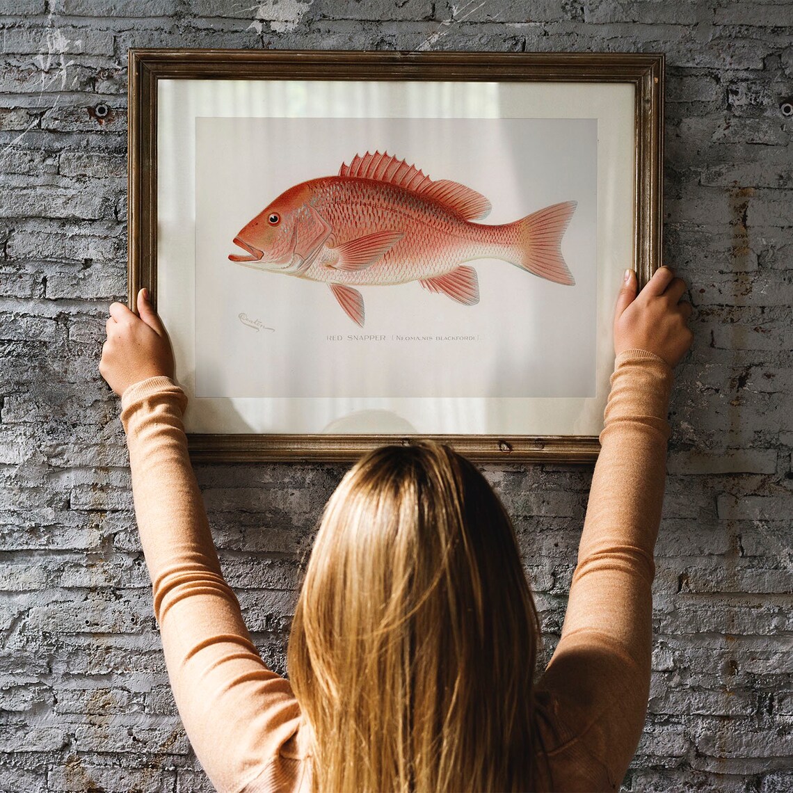 Northern Red Snapper Vintage Fishing Poster - Image 3