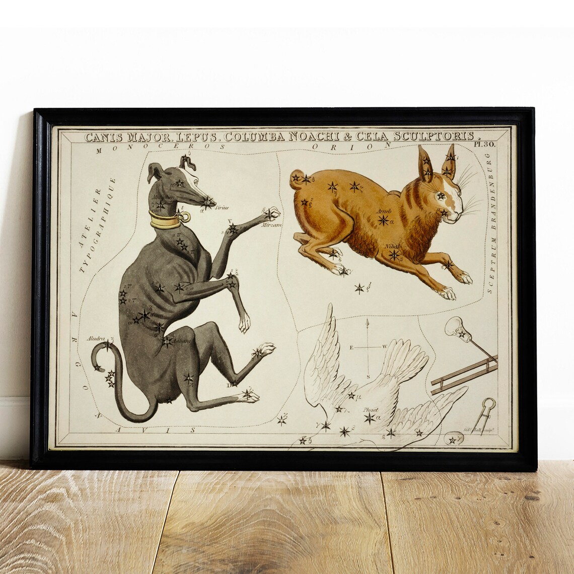 Canis Major Antique Space Painting, Vintage Zodiac Art Print