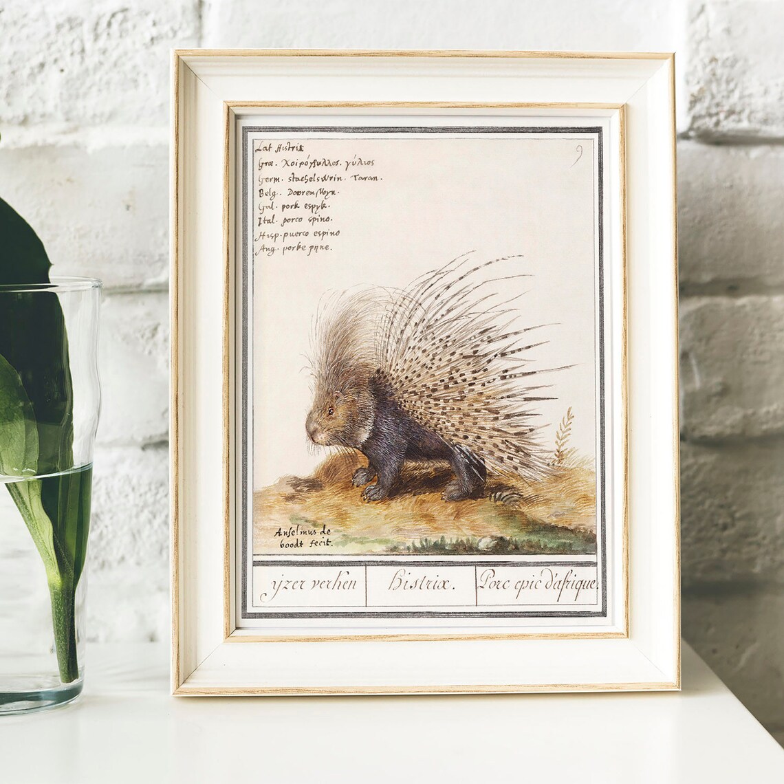 Antique Porcupine Zoology Print, Vintage Drawing - Image 2