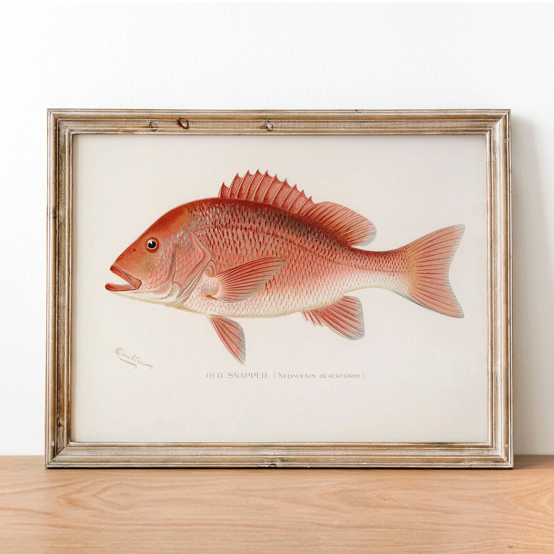 Northern Red Snapper Vintage Fishing Poster