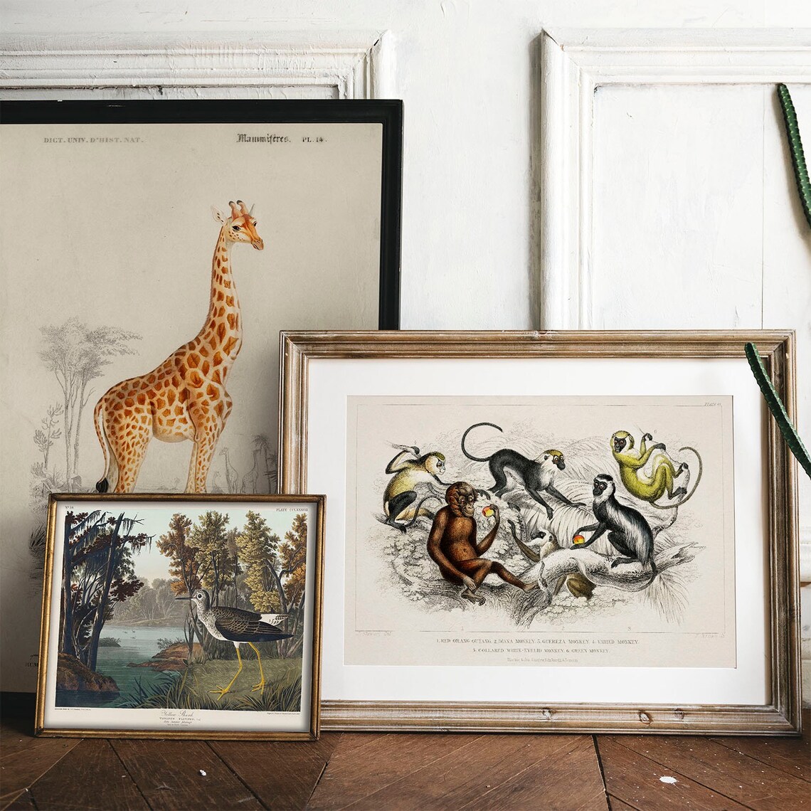 Monkey Collection Vintage Animal Art Print - Image 2