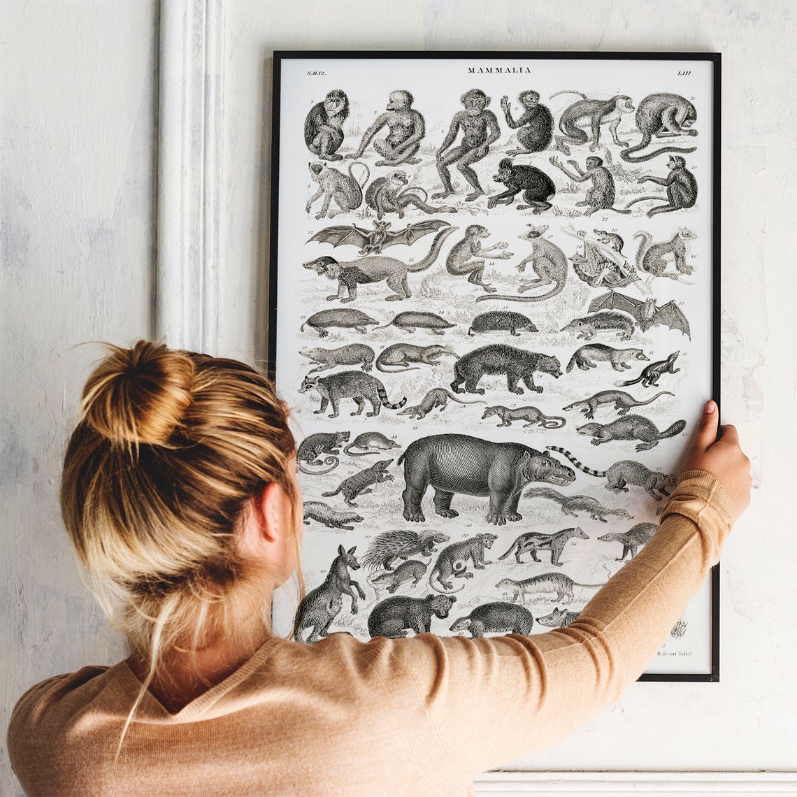 Mammalia Vintage Natural History Mammals Engraving Chart Poster - Image 3