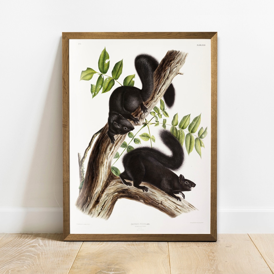 Squirrel Antique Animal Print, Vintage Illustration