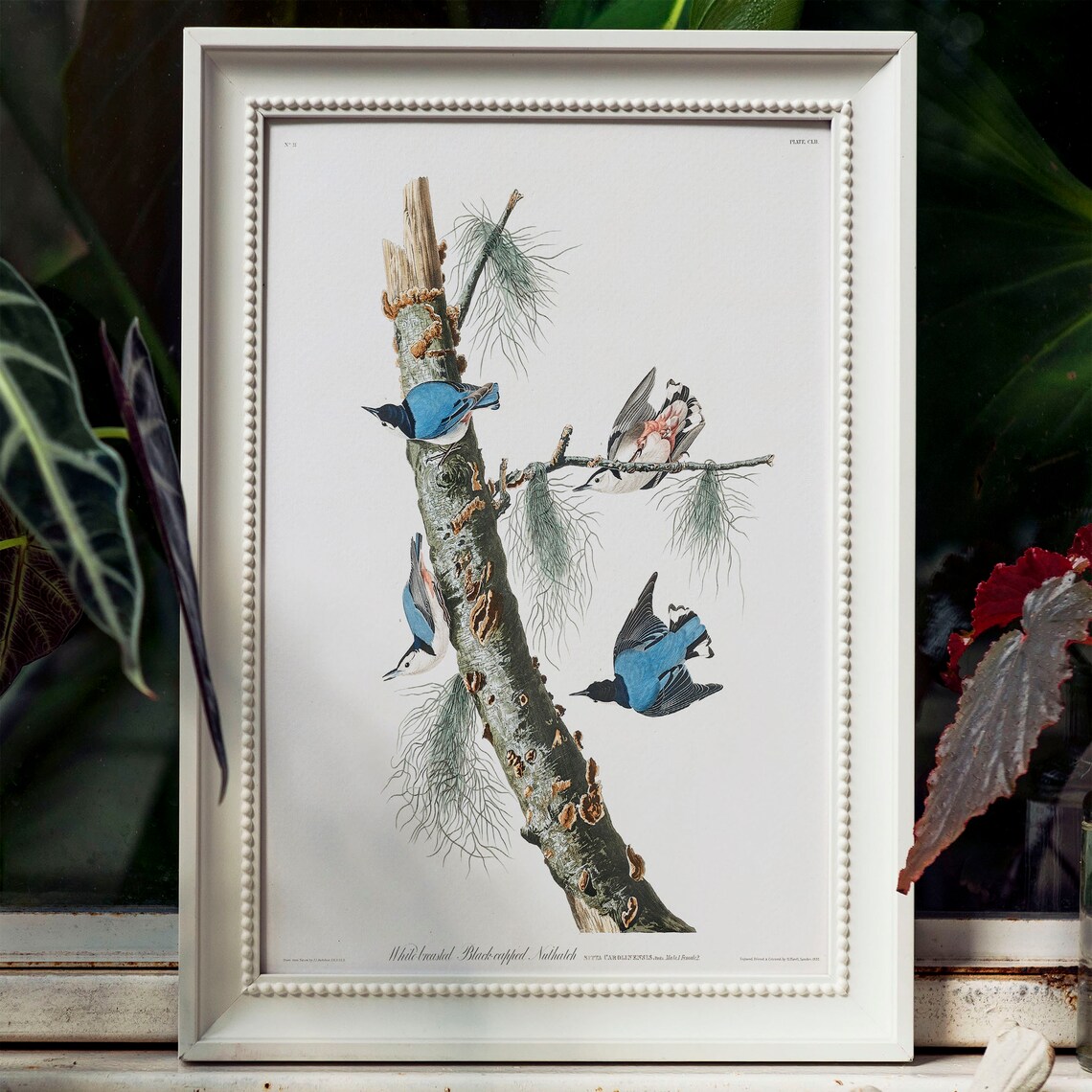 Nuthatch Antique Bird Painting Vintage Art Print - Image 4