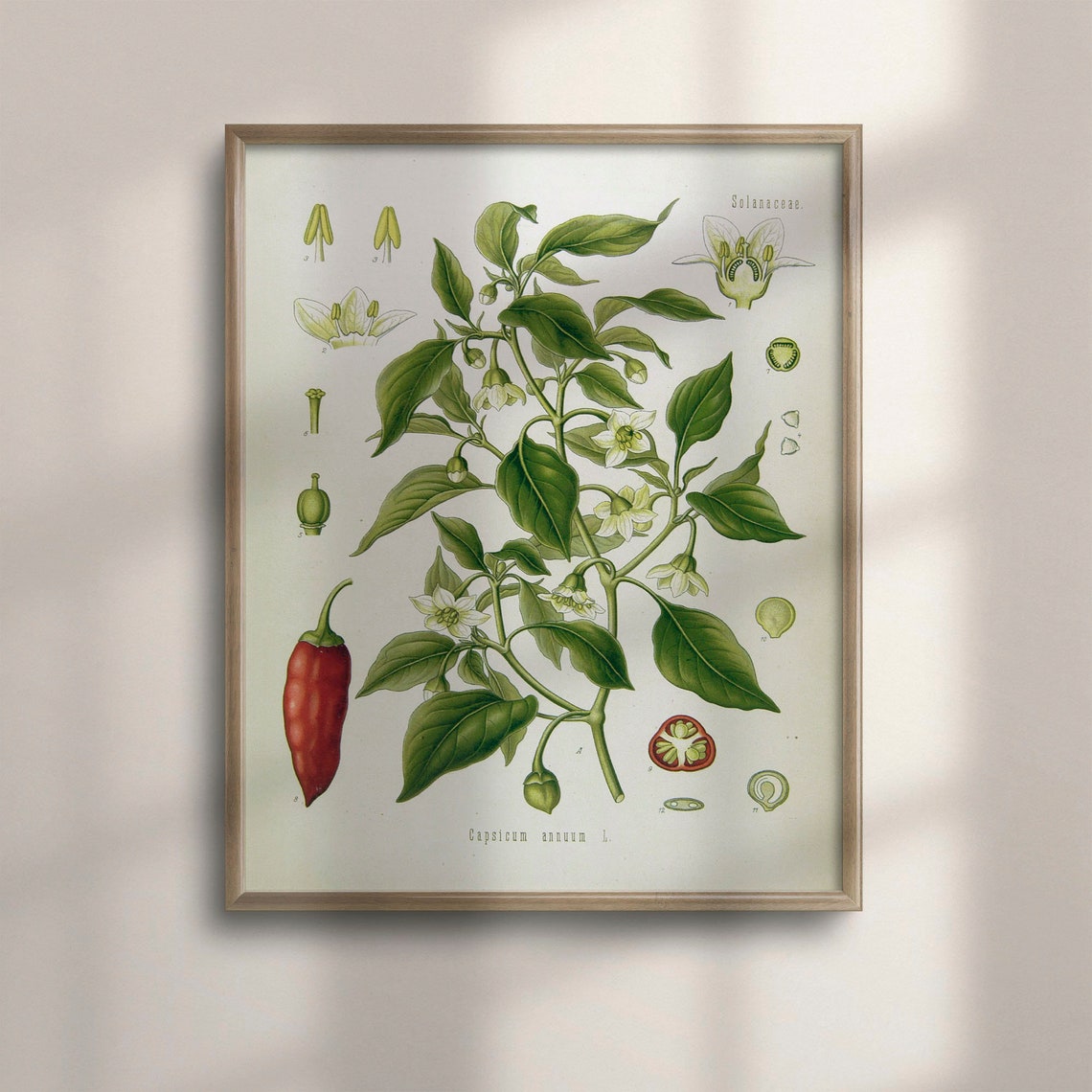 Chili Pepper Capsicum Annuum Vintage Botanical Illustration Poster