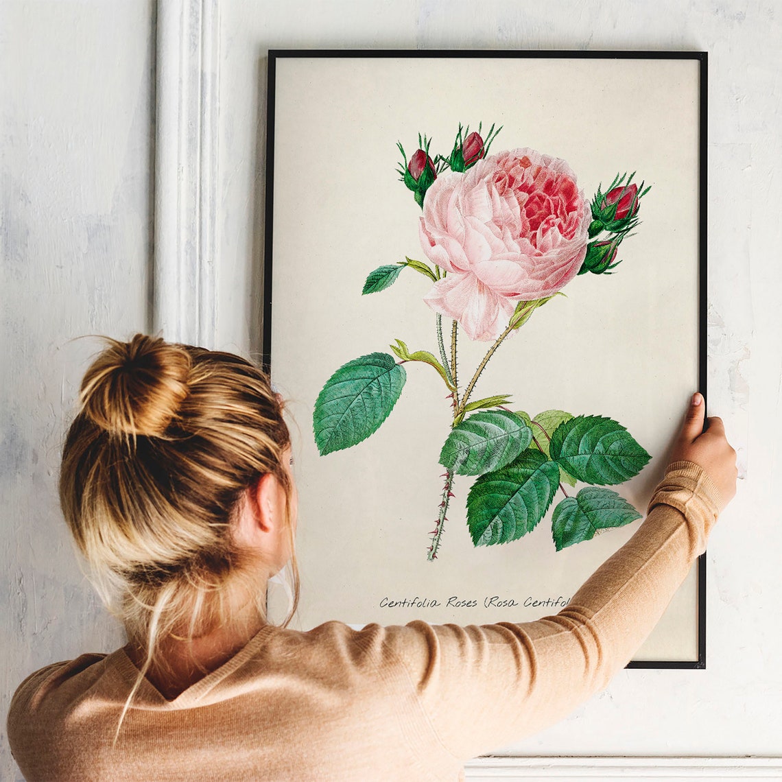 Pink Rose Centifolia Botanical Engraving Vintage Flower Art Print - Image 3