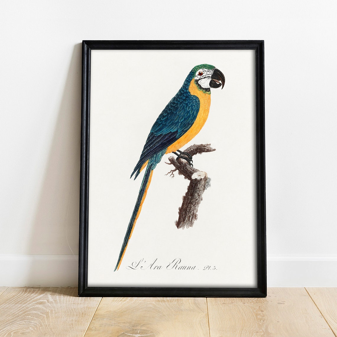 Blue and Yellow Macaw Vintage Tropical Parrot Illustration Poster