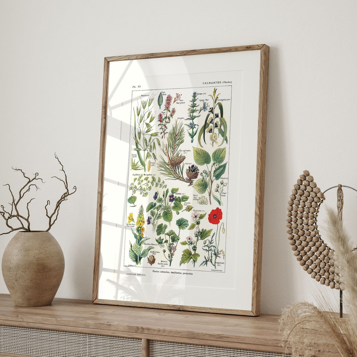 Vintage Botanical Art Print, 1912 Larousse - Image 4
