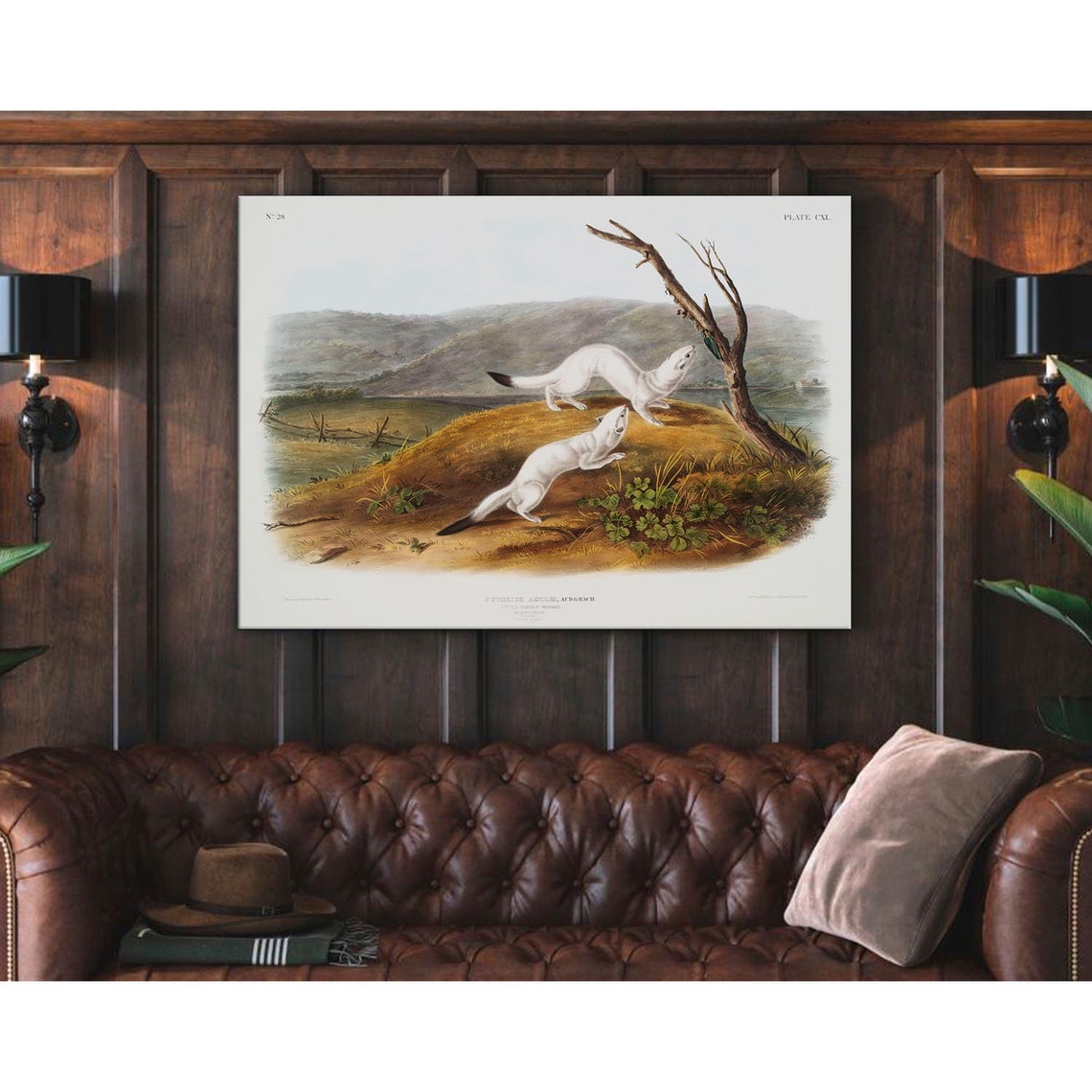 Two White Weasels Playing Antique Natural History Illustration Poster - Image 4