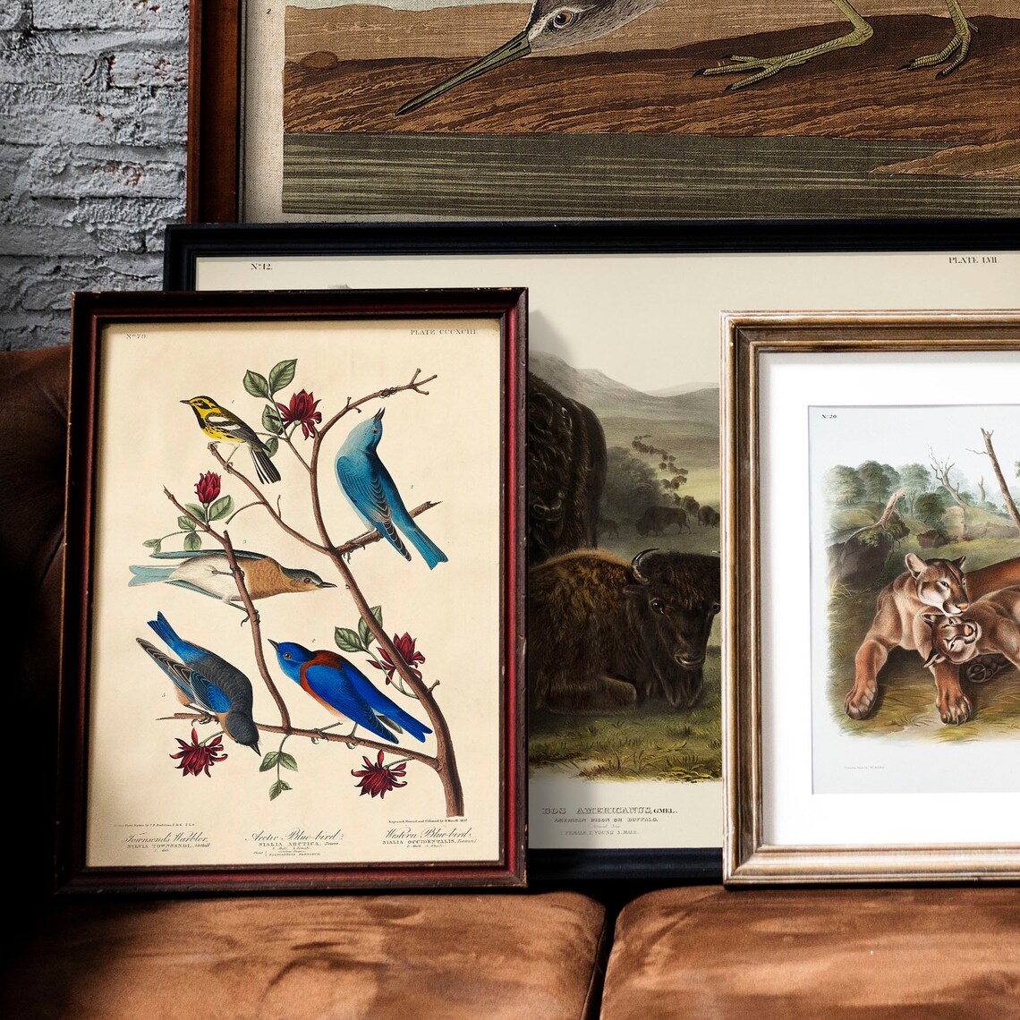 Arctic Blue Bird Vintage Bird Portrait Art Print - Image 2