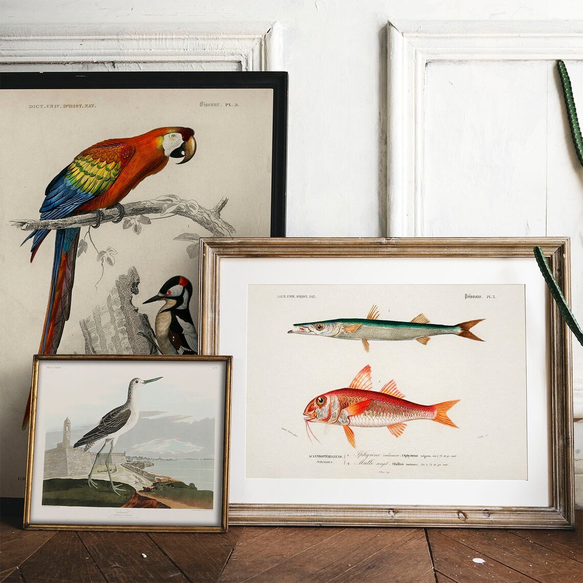 Vintage Fish Antique Print Illustration Art Print - Image 2