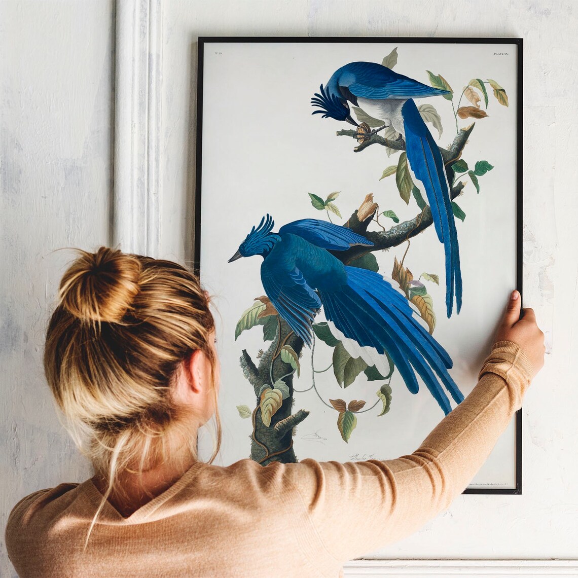 Columbia Jay Vintage Bird Drawing Art Print - Image 3