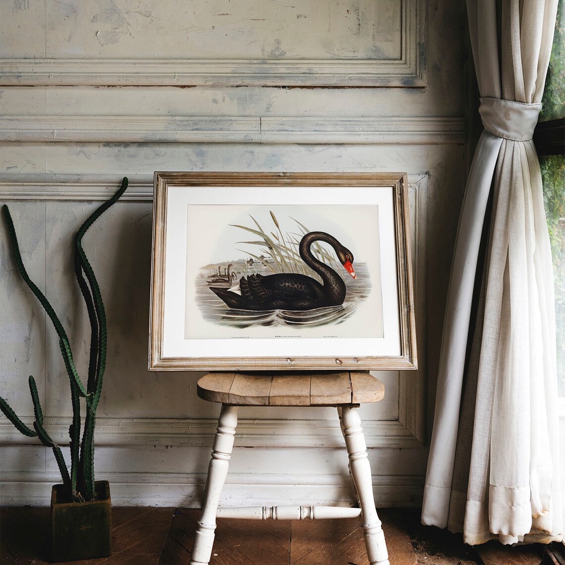 Black Swan Antique Bird Painting Vintage Art Print - Image 4