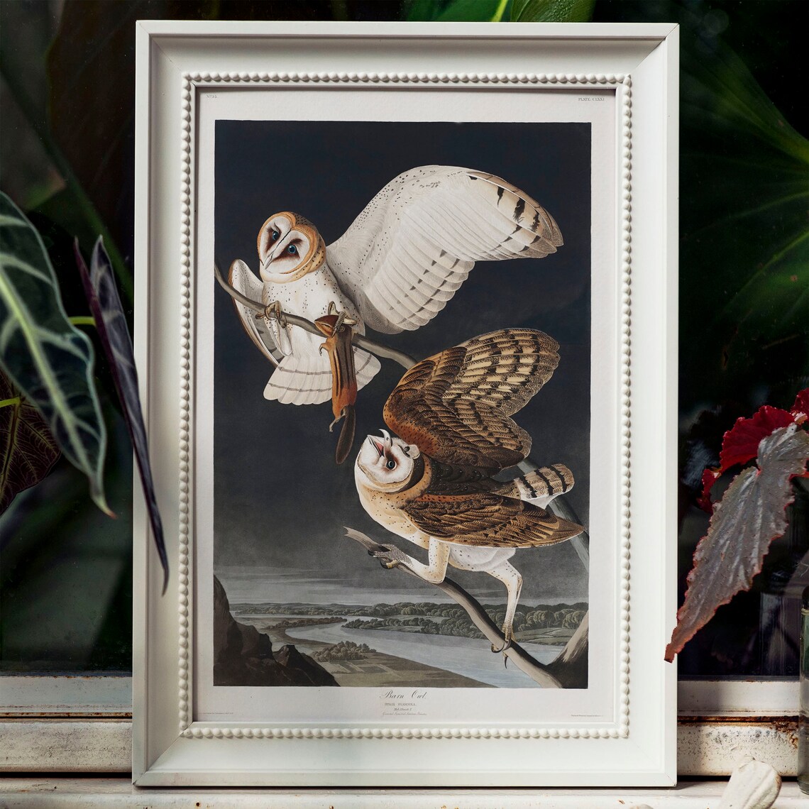 Barn Owl Antique Bird Painting Vintage Poster - Image 4
