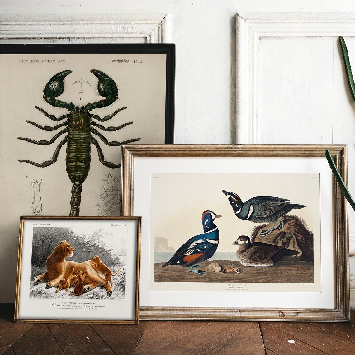 Harlequin Duck Vintage Bird Illustration Art Print - Image 2