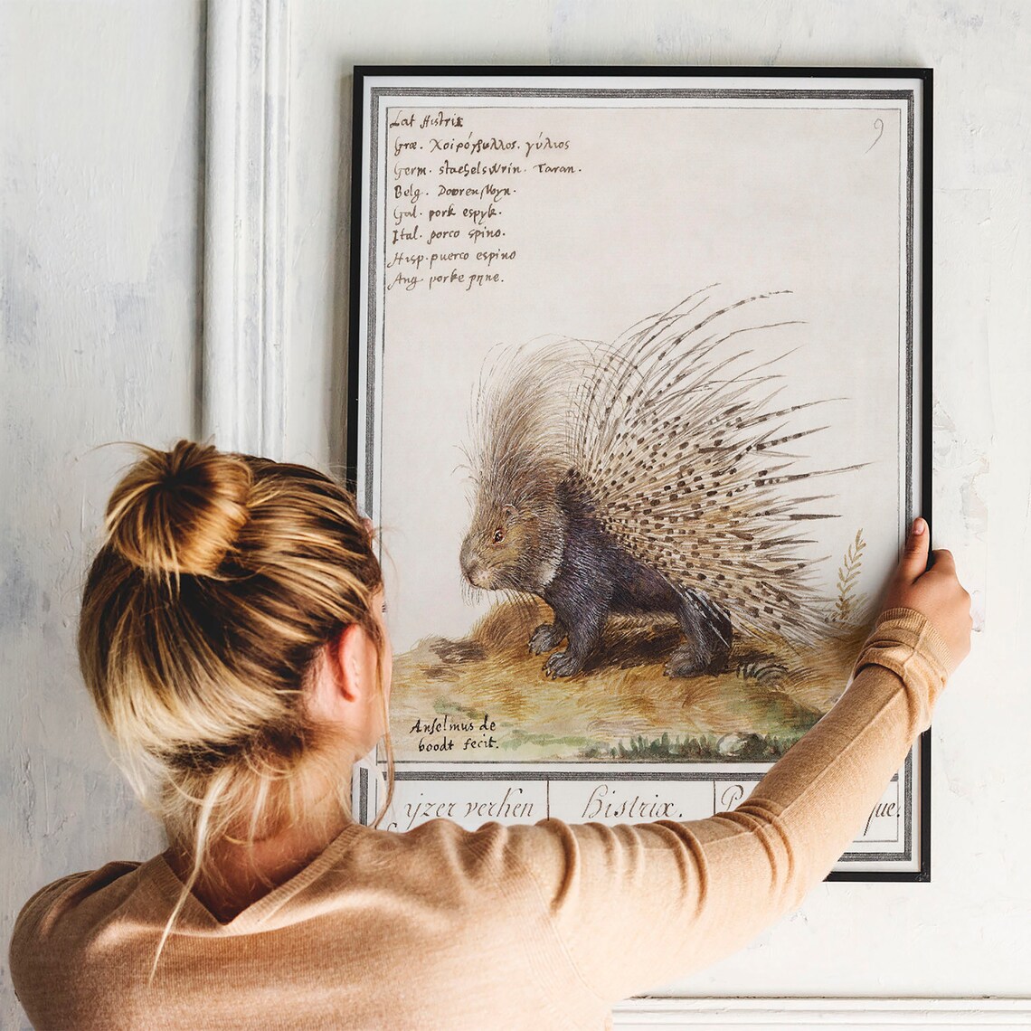Antique Porcupine Zoology Print, Vintage Drawing - Image 3