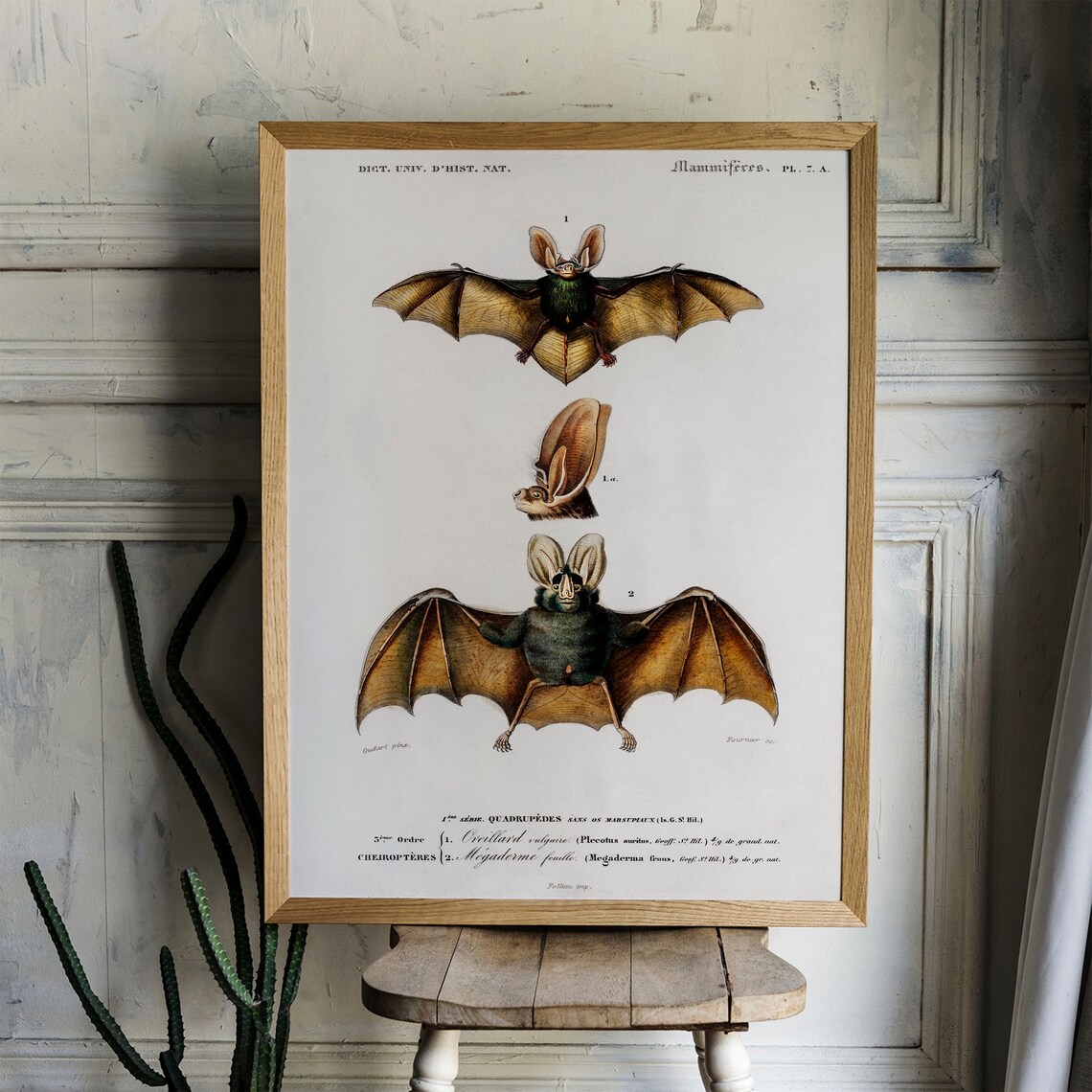Vintage Bat Animal Print, Zoological Drawing Decor - Image 4