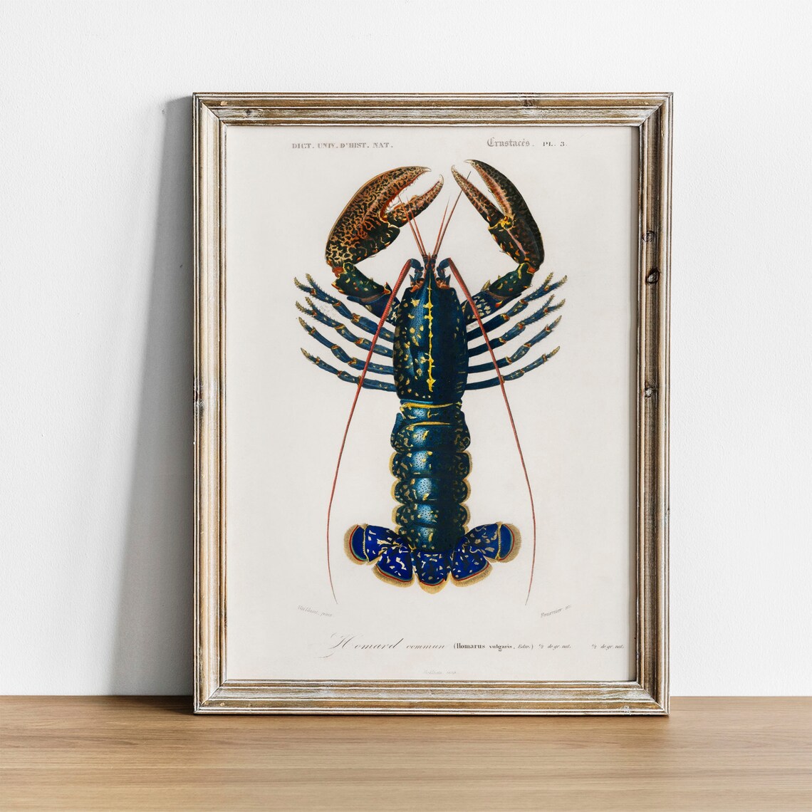 Crawfish Antique Print Illustration, Vintage Fish Poster