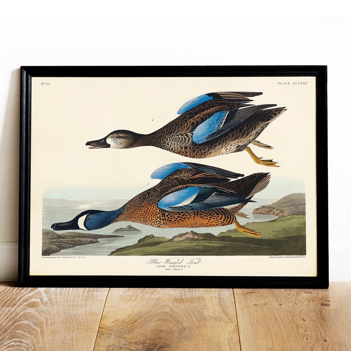 Blue Winged Teal Ducks Audubon Vintage Waterfowl Illustration Poster