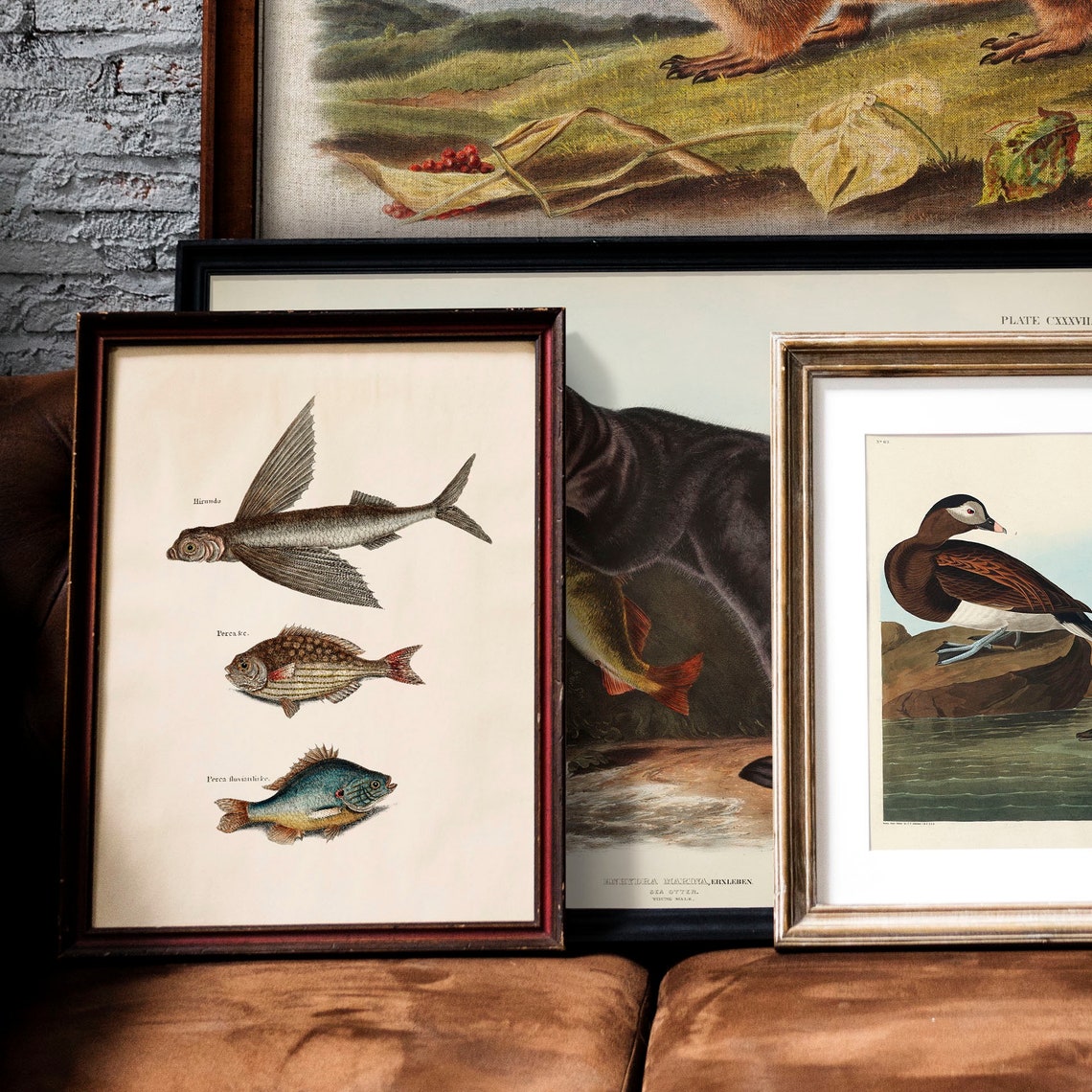Antique Fish Engraving Three Vintage Species Illustration Poster - Image 2