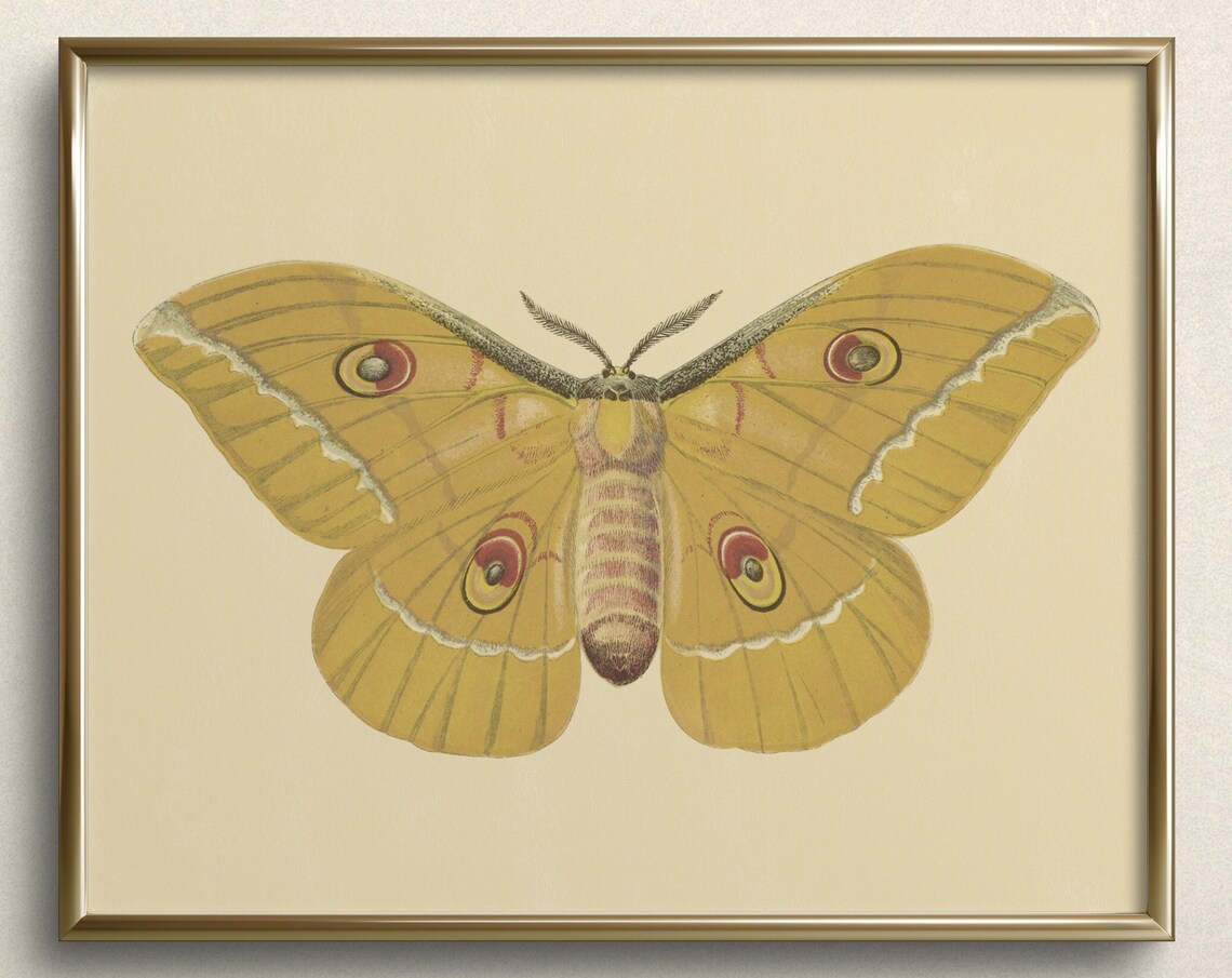 Golden Moth with Eyespots Vintage Entomology Study Art Print