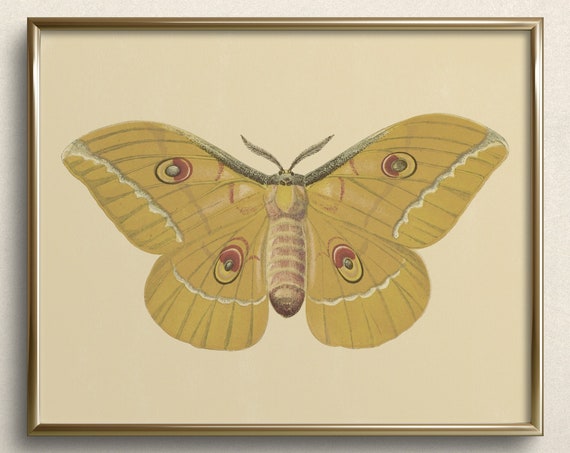 Mustard Moth Study Fine Art Print Butterfly Art Neutral Wall Art Vintage Butterfly Art Prints Cottagecore Wall Art Da25