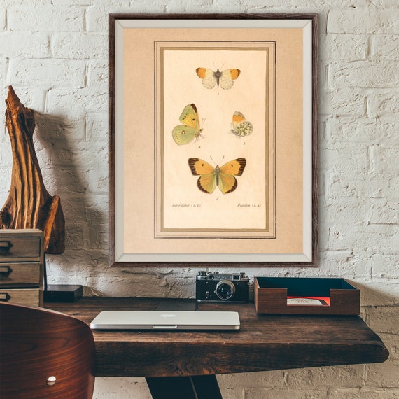 Vintage Butterfly Antique Illustration 19th Century Butterfly Art Wall Art