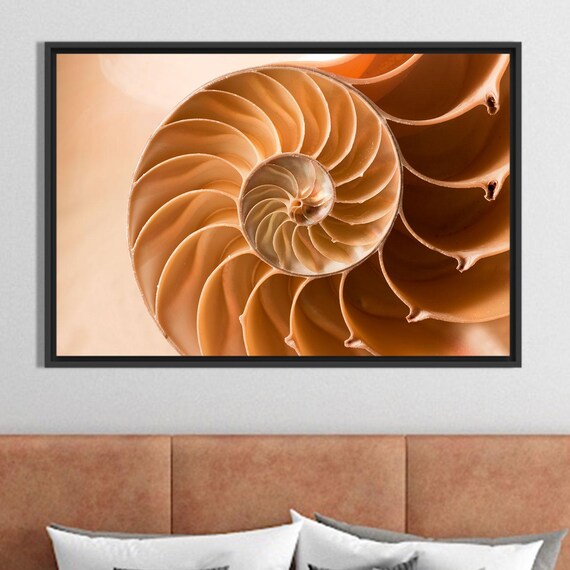 Nautilus Shell Golden Spiral Cross Section Macro Nature Poster
