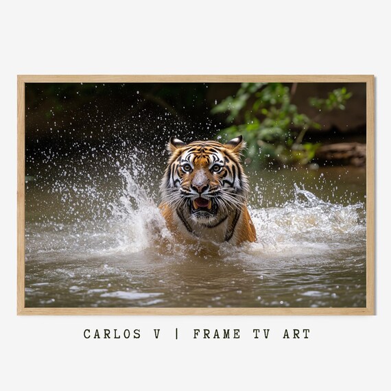 Tiger Charging through River Splashing Water Dramatic Wildlife Photo Poster