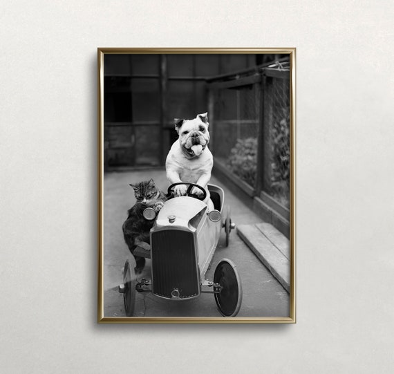 Funny Dog Driving Car Black and White Art Print