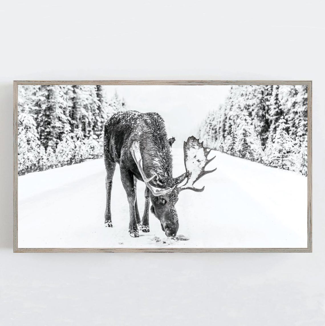 Moose Grazing in Deep Snow Black and White Winter Wildlife Photo Print