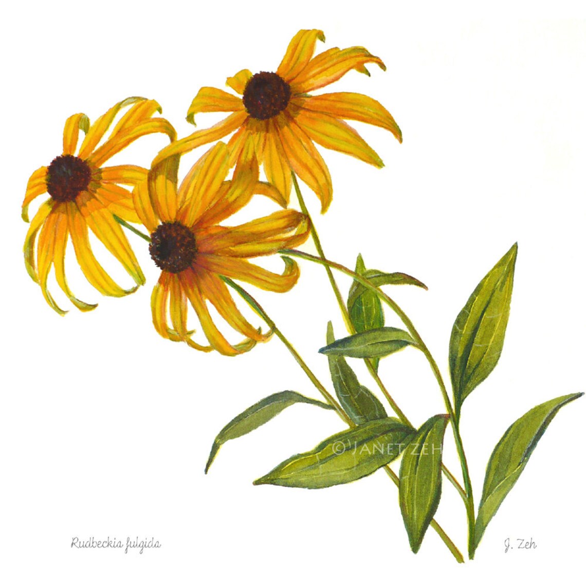 Black Eyed Susan Yellow Rudbeckia Botanical Watercolor Art Poster