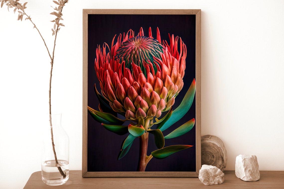 Red Waratah Bloom Close-Up on Black Dramatic Botanical Poster