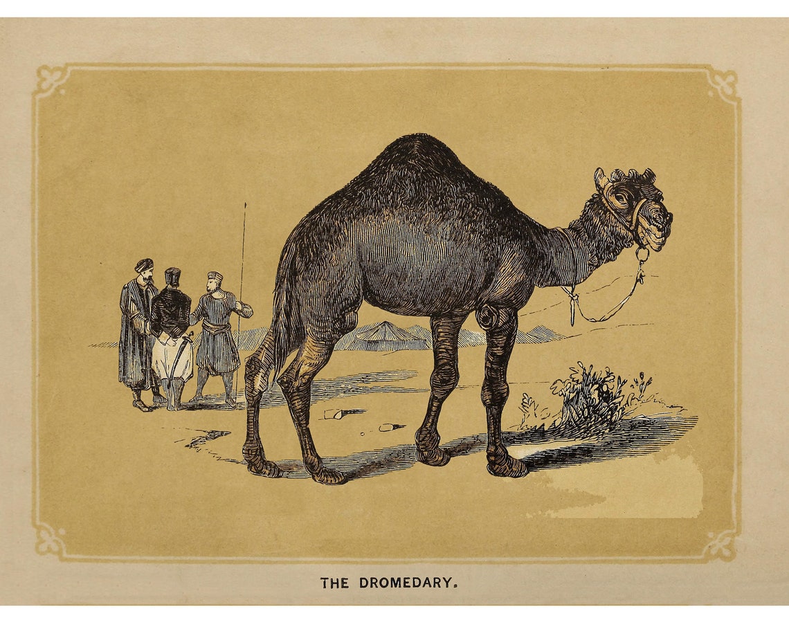 Dromedary Vintage Art Print