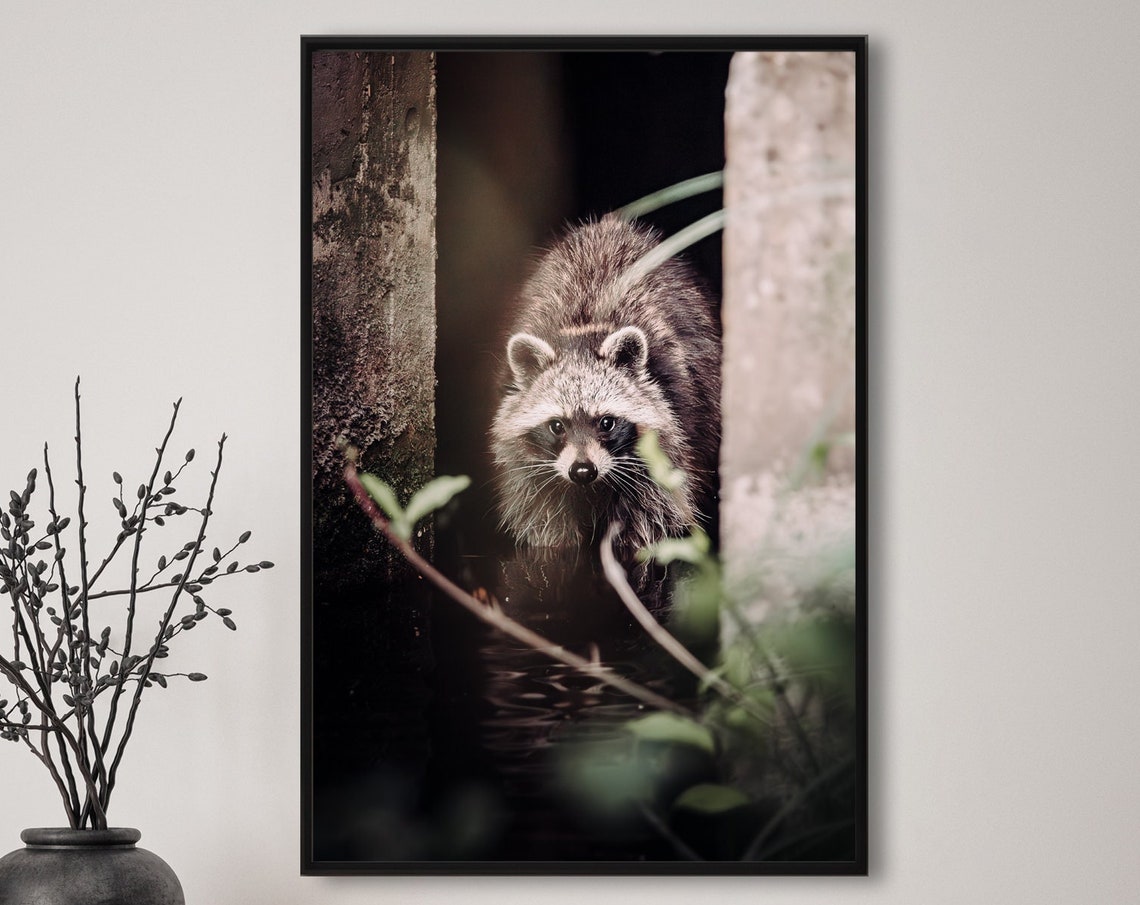 Curious Raccoon Peeking Out Through a Dark Woodland Setting Poster - Image 2
